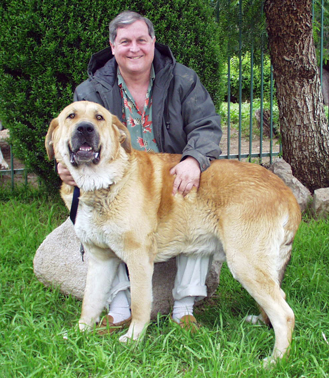 Spanish Mastiff